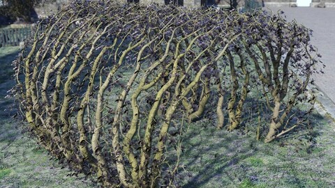 Natural Garden Arches