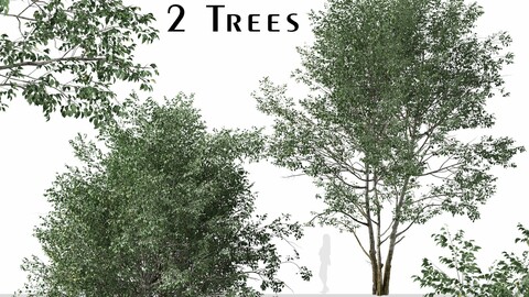 Set of Downy Birch Trees (Betula pubescens) (2 Trees)