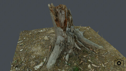 Broken tree_0002(Photogrametry.Photoscan.obj,Photo)