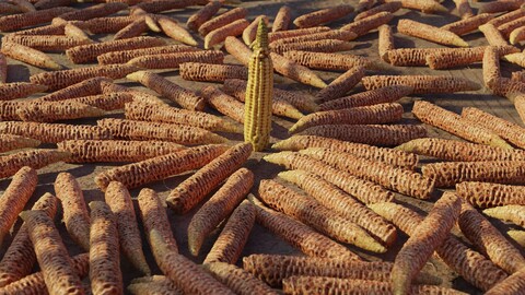 Corn cob of 3 Types in different stages - Blender Asset pack