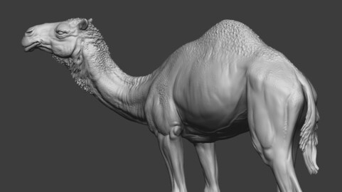 Standing camel