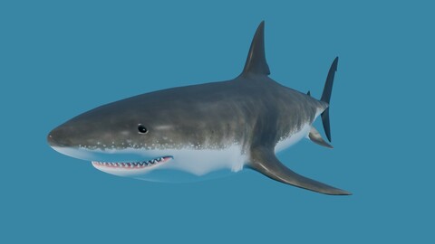 Shark - Tubarao Low-poly and High Poly 3D model