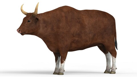 Realistic Bull 3D Model