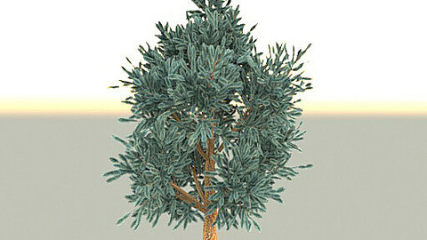 Blue spruce