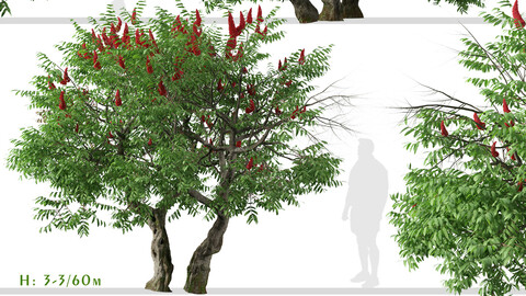 Set of Rhus typhina Trees (Staghorn sumac) (2 Trees)