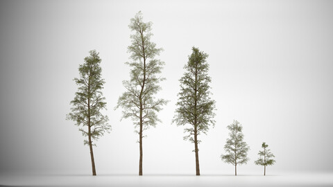 Pine set 01