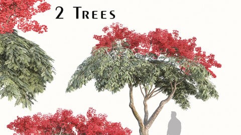 Set of Flamboyant Tree (Royal poinciana) (2 Trees)