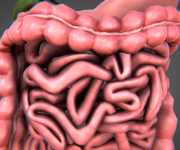 ArtStation - Human Digestive organs | Game Assets