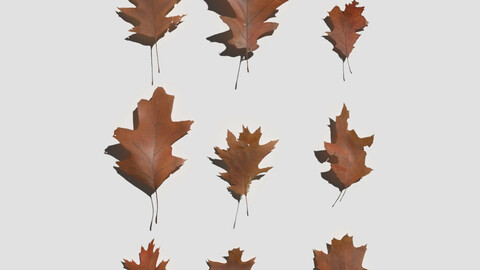 Dry Red Oak Leaves Pack