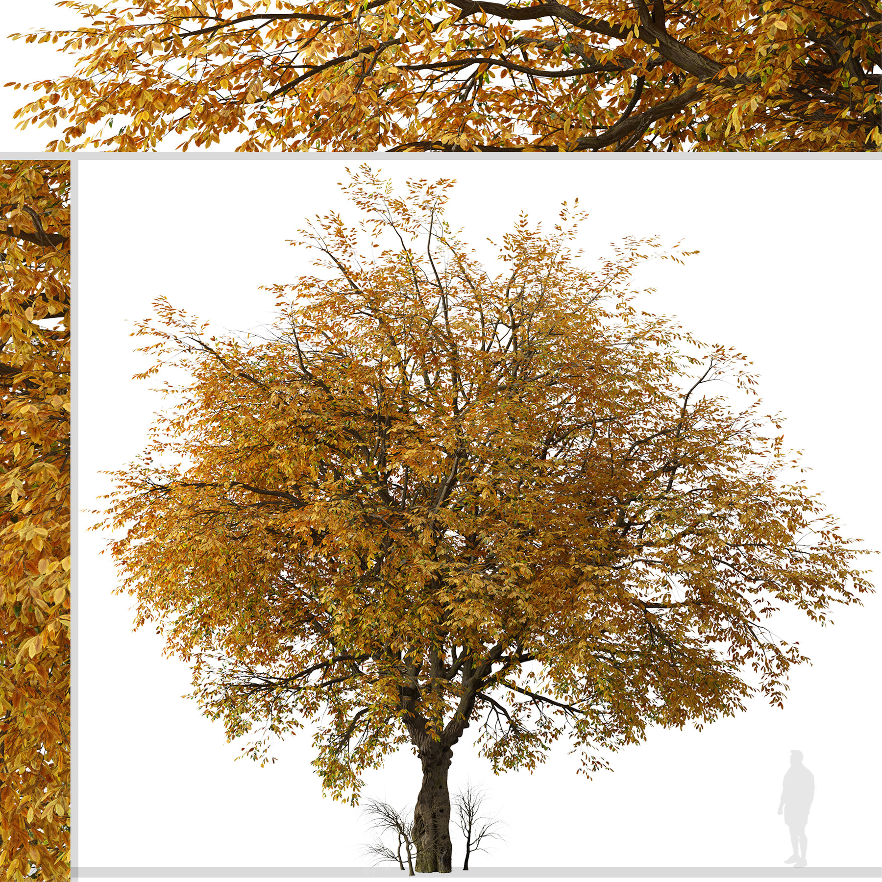 ArtStation - Set of Hangzhou elm Tree (Ulmus changii) (2 Trees) | Resources