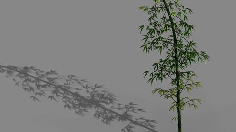 Dazhu Feng - black knot bamboo 02