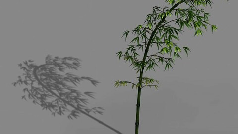 Dazhu Feng - black knot bamboo 03