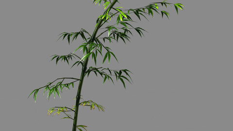 Dazhu Feng - black knot bamboo 05