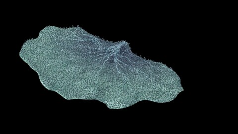 Seabed - Coral 75