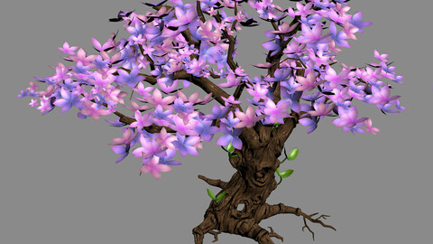 Acacia - tree 01