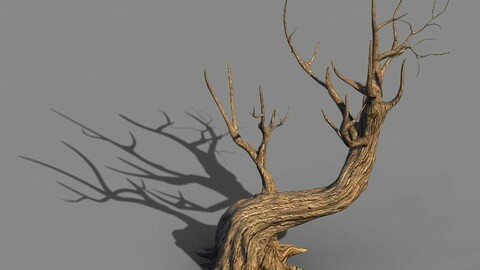 Acacia - trunks 01