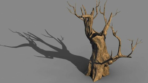 Acacia - Trunk 02