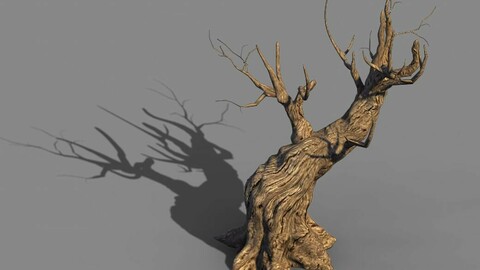 Acacia - trunks 03