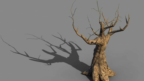 Acacia - trunks 04