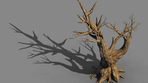 Acacia - Trunk 05