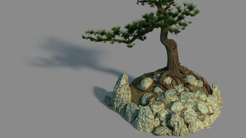 Acacia - Pine 02