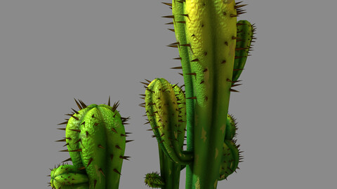 Fox Qishan - Crescent Spring - cactus