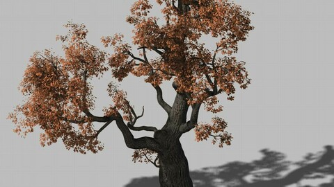 Huashan - Plant - Tree 01