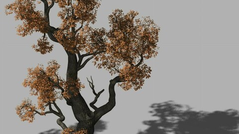 Huashan - plant - tree 03