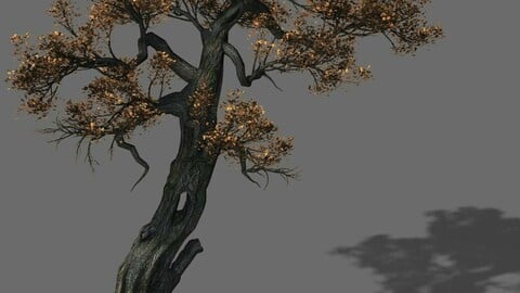 Huashan - plant - tree 06