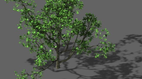 Huashan - plant - tree 07