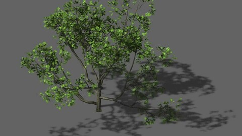 Huashan - plant - tree 08