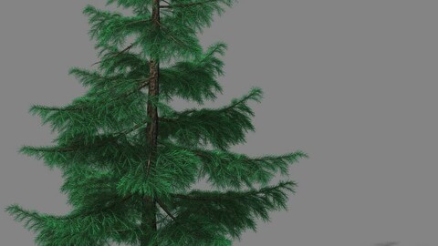 Huashan - Plants - Pine 01