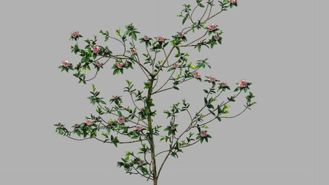 Huashan - plant - wildflower 01