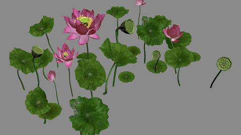 Elves Villa - lotus 06