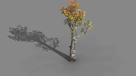 Empty mulberry - birch 01