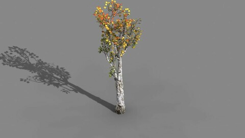 Empty mulberry - birch 02