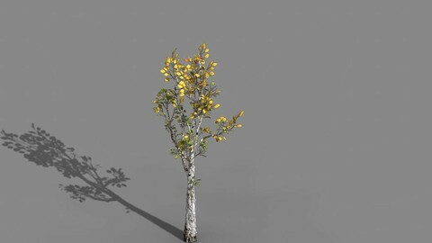 Empty Mulberry - birch 03