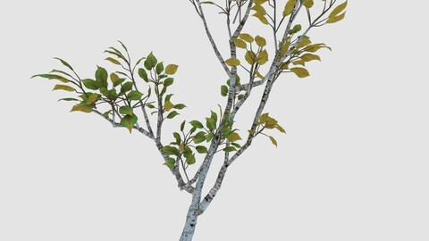 Empty Mulberry - birch 04
