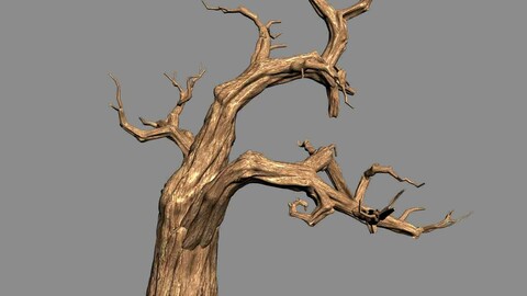 Empty Mulberry - dry tree 01