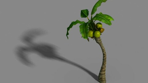 Empty mulberry - coconut tree bend 02
