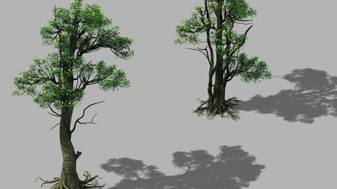 Hengshan Mountain - Tree 03