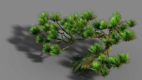 Qingyun Mountain - Pine 603