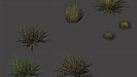 Desert plants - hay 272