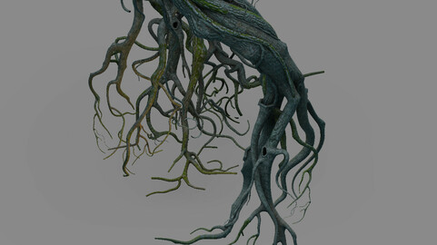 Mountain plants - big tree roots