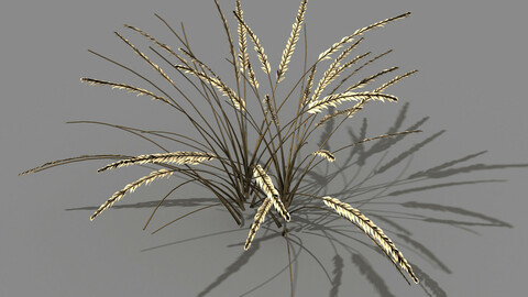 Mountain plants - dog tail grass 01