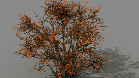 Mountain plants - shrubs 06