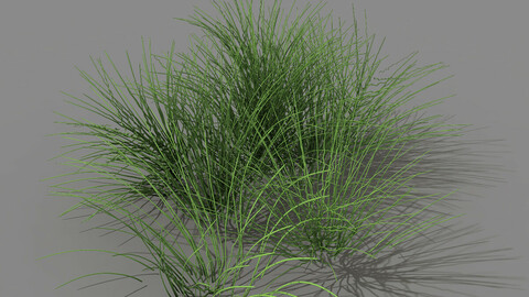 Mountain plants - flowers 03