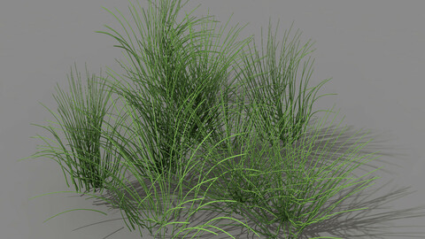 Mountain plants - flowers 04