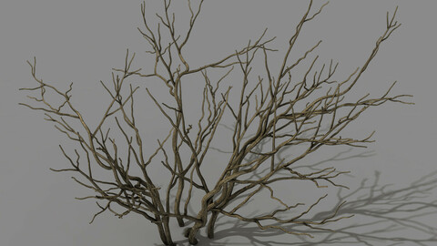 Mountain plants - shrubs 01