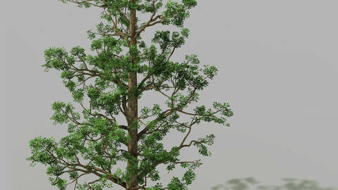 Shanglin Yuan - plant - broadleaf tree 01